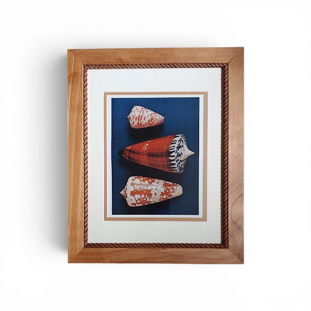 Traditional Pair of Framed Vintage Sea Shell Photograph Prints in Traditional Cream Bordered Matte and Carved Wooden Frames For Sale - Image 3 of 5
