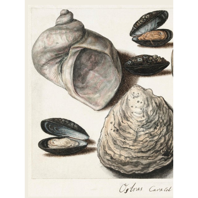 Vintage natural history wall art print reproduction of Oysters, Mussels and Moon Horn (circa 1560–1585), depicting a...