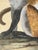 Mid 18th Century Peter Paillou Early Naturalistic Wildlife Animal Rendering of a Possible Capuchin Monkey, Mid 18th Century For Sale - Image 5 of 8