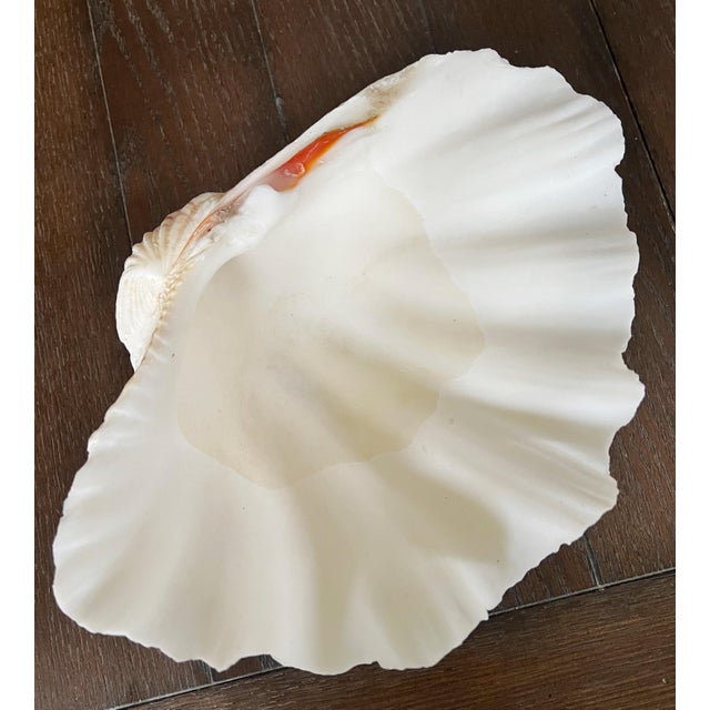 1980s Tridacna Giant Clam Shell Natural Large Vintage Decorative Piece 12.75" For Sale - Image 5 of 9