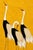 A striking crane artwork featuring three elegant cranes set against a rich golden backdrop. Inspired by traditional...