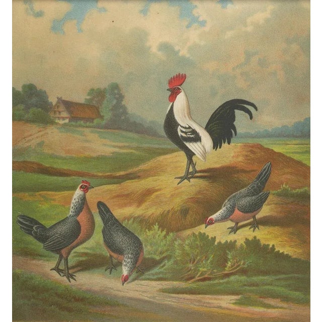 Late 19th Century The Silver Bantam Game Fowl, 1888, Lithograph For Sale - Image 5 of 10