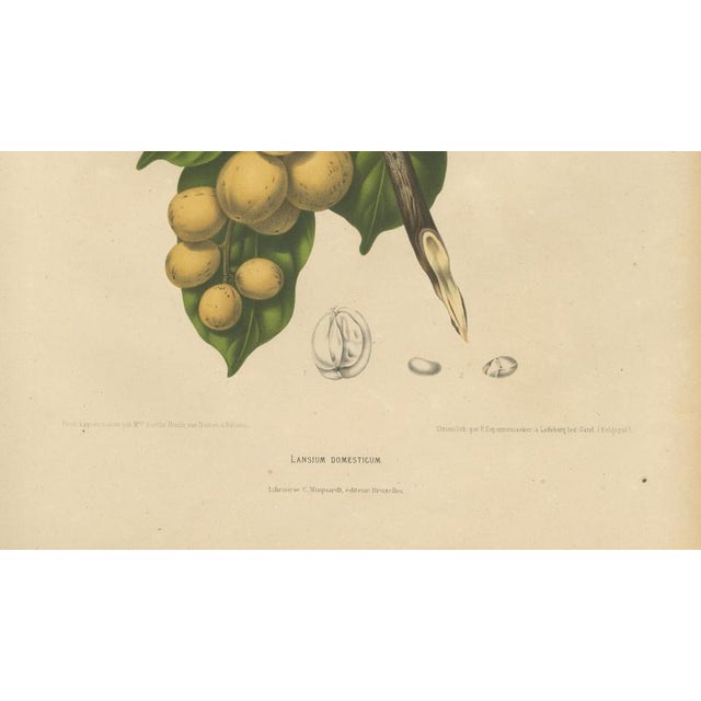 Berthe Hoola van Nooten, Asian Fruit Langsat, 1880, Chromolithograph For Sale - Image 6 of 9