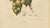 Berthe Hoola van Nooten, Asian Fruit Langsat, 1880, Chromolithograph For Sale - Image 6 of 9