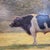 Roger Griboval, Rouen School Cow, 1980s, Oil on Board For Sale - Image 17 of 18