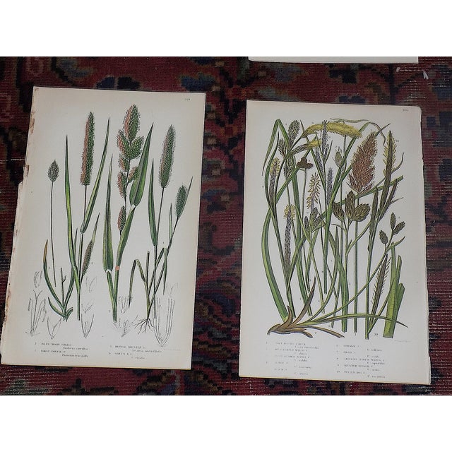 Antique 19th Century Botanical Lithographs - Set of 12 For Sale - Image 4 of 9