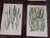Antique 19th Century Botanical Lithographs - Set of 12 For Sale - Image 4 of 9