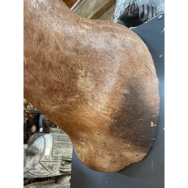 Large Vintage African Red Hartebeest Taxidermy Shoulder Mount For Sale In San Diego - Image 6 of 10