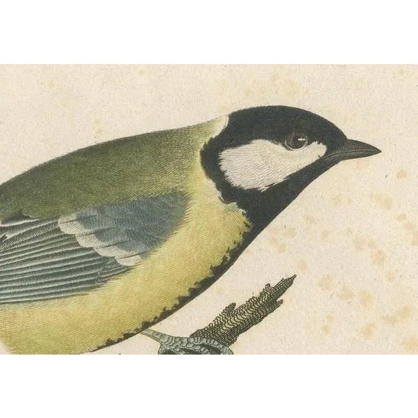 Alkeni, Depiction of Great Tits, 18th Century, Engraving For Sale - Image 4 of 7