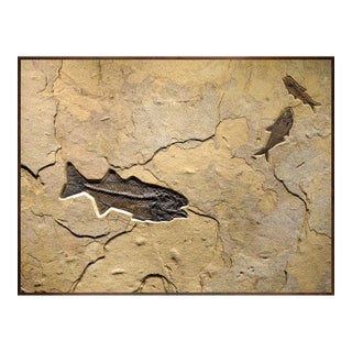 Fossil Fish Mural 0728am For Sale