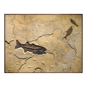 Fossil Fish Mural 0728am