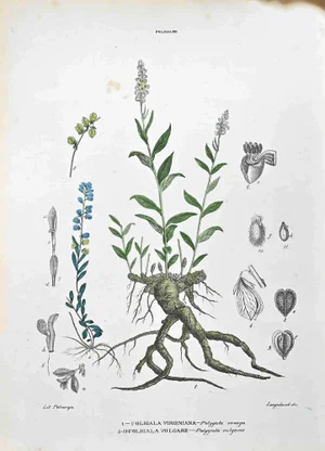 Vincenzo Tenore, The Polygales, Lithograph, 1870s