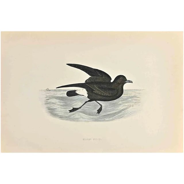 Stormy Petrel is a modern artwork realized in 1870 by the British artist Alexander Francis Lydon (1836-1917) . Woodcut...