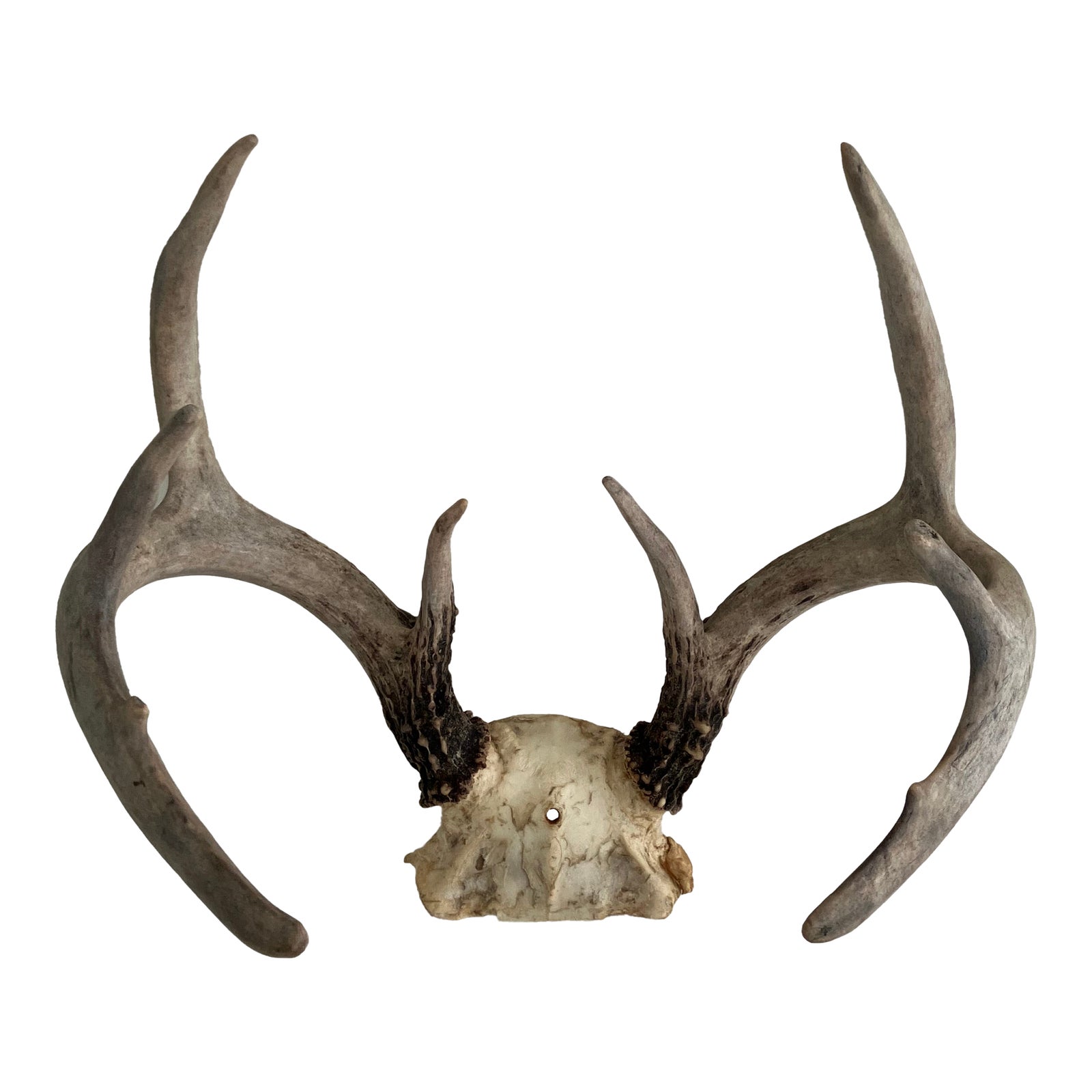 Vintage White Tail Deer Antlers--8 Points | Chairish