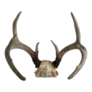 Vintage White Tail Deer Antlers--8 Points
