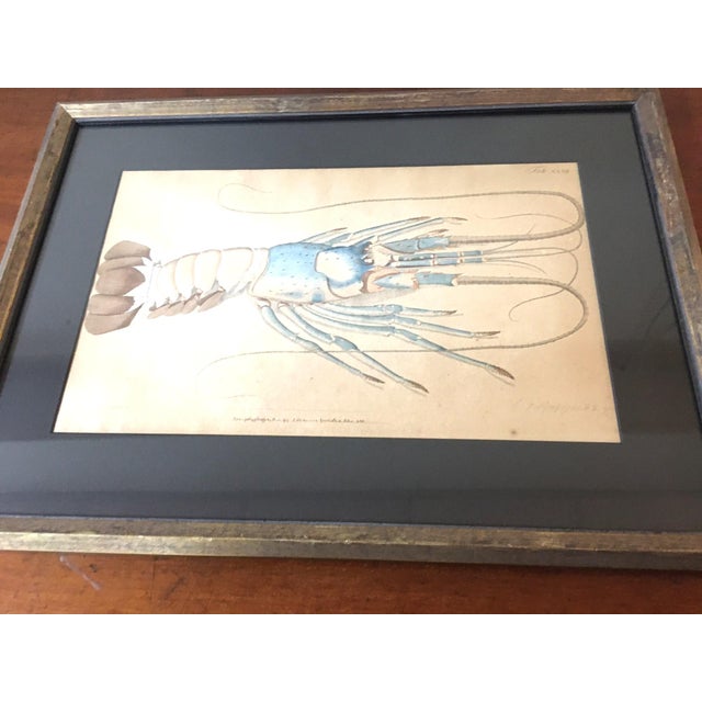 Group of Four Crustaceans Studies 1793 by f.d. Heidenreich For Sale - Image 9 of 18