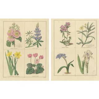 B. Maund, Botanical Illustrations, Hand-Colored Prints, 1836, Set of 2 For Sale