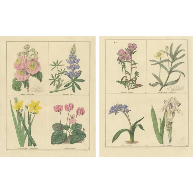 B. Maund, Botanical Illustrations, Hand-Colored Prints, 1836, Set of 2 For Sale