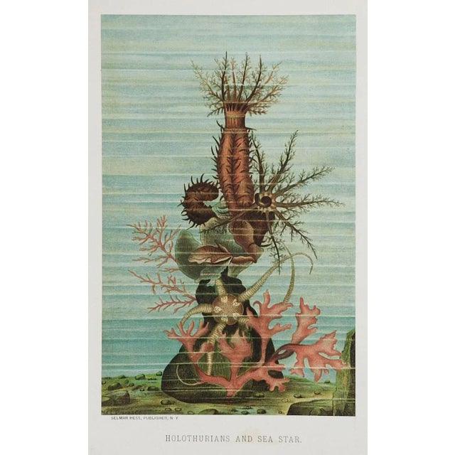 Rustic Antique Circa 1885 Sealife Chromolithograph Book Plates Prints - Set of 3 For Sale - Image 3 of 5