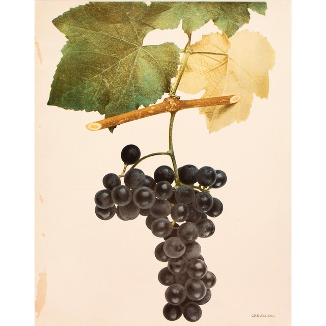 1900s U. P. Hedrick, Original Antique Photogravure of Creveling Grapes For Sale In Dallas - Image 6 of 6
