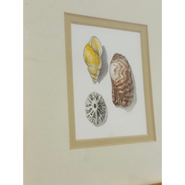 This is a charming set of three vintage seashell studies, beautifully presented in coordinating gilt frames with wide...