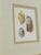 This is a charming set of three vintage seashell studies, beautifully presented in coordinating gilt frames with wide...