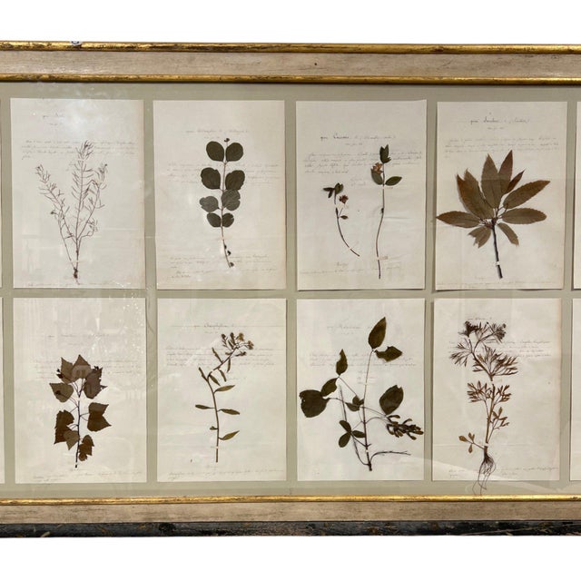 18th Century 18th Century Swedish Framed Botanical Collection For Sale - Image 5 of 7