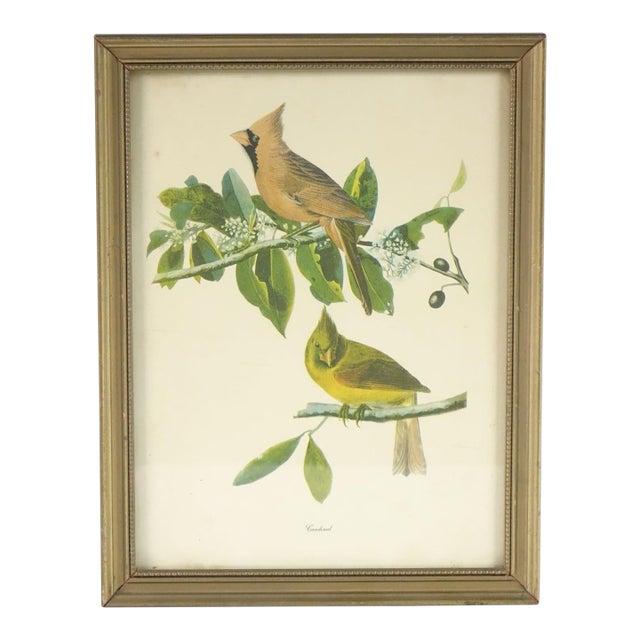 Cardinal Botanical Bird Print For Sale