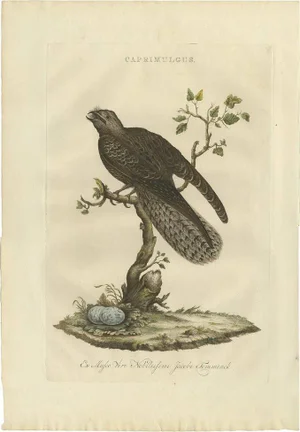 J.c. Sepp, Sepp & Nozeman, Caprimulgus, 1770, Paper