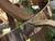 Wood Restoration Hardware Twelve Light Wine Barrel Chandelier For Sale - Image 7 of 15