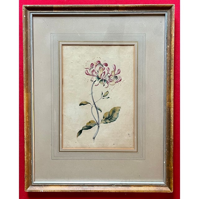 Paint Antique 18th Century English George III Botanical Watercolor Painting Study of a Flower For Sale - Image 7 of 12