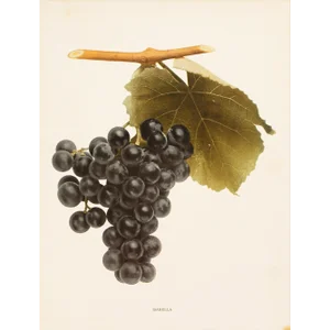 1900s U. P. Hedrick, Original Antique Photogravure of Isabella Grapes