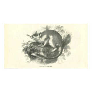 Paul Gervais, The Mouse, 1854, Lithograph For Sale