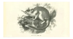 Paul Gervais, The Mouse, 1854, Lithograph