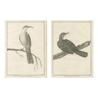 California Birds, 1798, Paper, Set of 2 For Sale