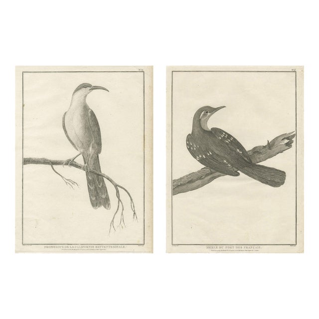 California Birds, 1798, Paper, Set of 2 For Sale
