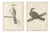 California Birds, 1798, Paper, Set of 2 For Sale