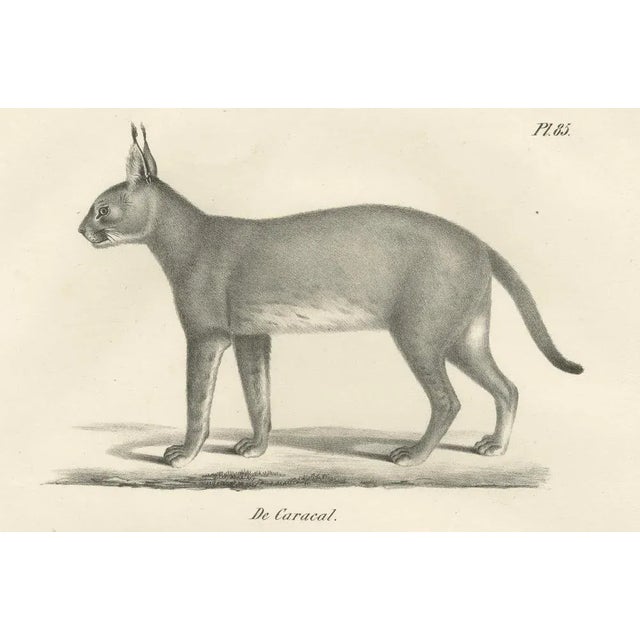 C.C. G. Zool., The Caracal and Lynx in Profile, 1836, Lithograph For Sale - Image 6 of 11