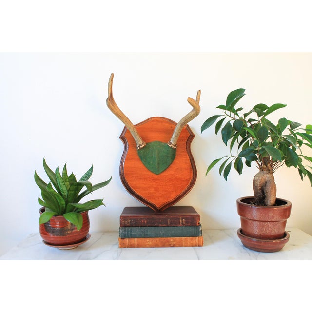 Vintage four point whitetail deer antler plaque. Features a set of antlers attached to a wooden shield-shaped plaque with...