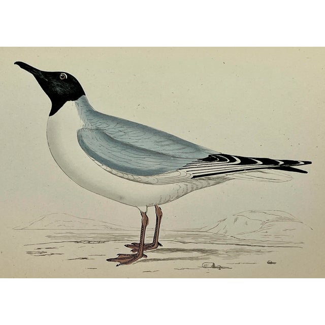 Antique Hand Colored Bird Print From England Showcasing a Blue Buonaparte’s Gull - Circa 1888 For Sale - Image 10 of 11