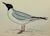 Antique Hand Colored Bird Print From England Showcasing a Blue Buonaparte’s Gull - Circa 1888 For Sale - Image 10 of 11