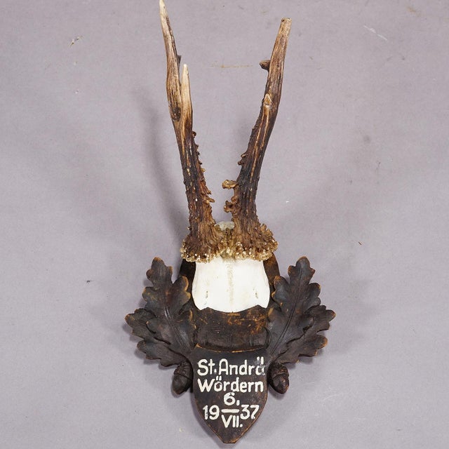 Great Deer Trophy Mount on Wooden Carved Plaque 1937 A large antique deer (Capreolus capreolus) trophy on a wooden carved...