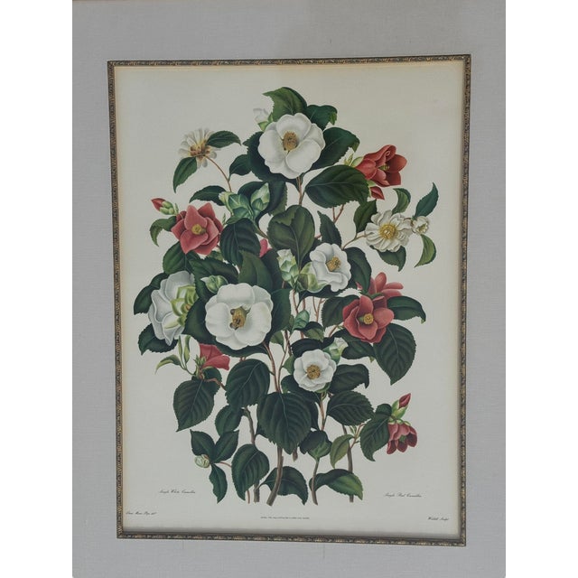 Mid 20th Century Pair of Camellia Prints From the Lithographs by Weddell After Clara Pope For Sale - Image 9 of 17