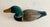 Early 20th Century Folk Art Hand Carved Wooden Mallard Duck Decoy For Sale - Image 11 of 12