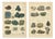 Kenngott, Mineralogy Chromolithographs, Azurite, Malachite, Meteorites, 1888, Paper For Sale