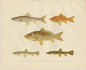 C. Erdmann and Wilhelm von Wright, Carp, Goldfish, and Loaches, 1895, Paper