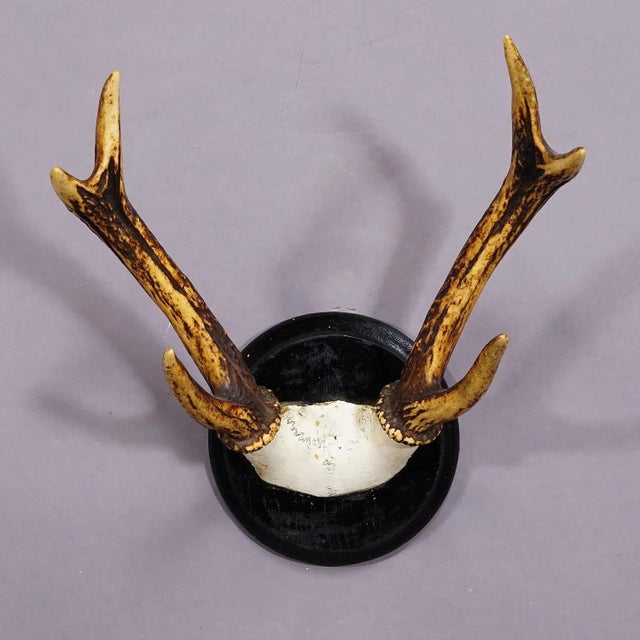Early 20th Century Black Forest Sika Deer Trophy on Wooden Plaque - Germany ca. 1900s For Sale - Image 5 of 6