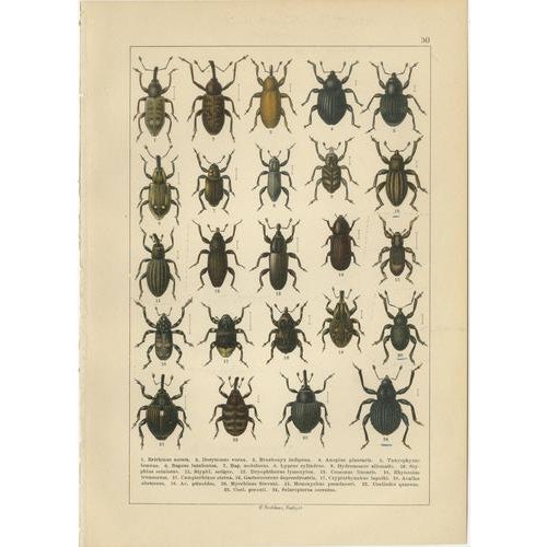 Calwer, Weevil Beetles, Curculionidae Plates, 1893, Chromolithographs, Set of 6 For Sale - Image 6 of 9