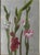 1980s Original Pair of Botanical Pastels Art in Gilt Frames Signed 1986 Mid Size For Sale - Image 5 of 11