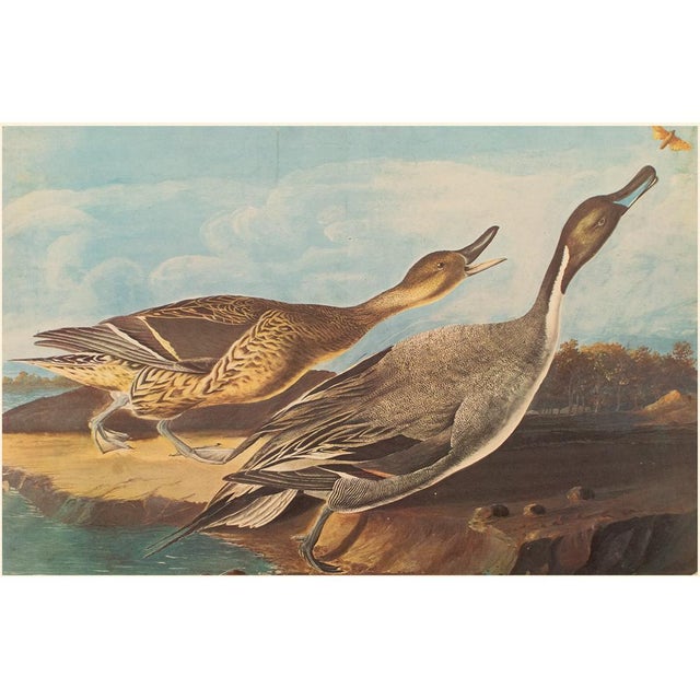 Printmaking Materials 1966 Pin-Tail Ducks and Butterfly After Audubon, XL Cottage Print For Sale - Image 7 of 10